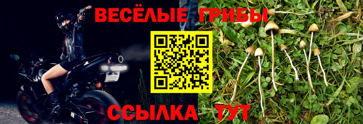 Псилоцибиновые грибы Cubensis  как найти наркотики  Избербаш  Вход с VPN 